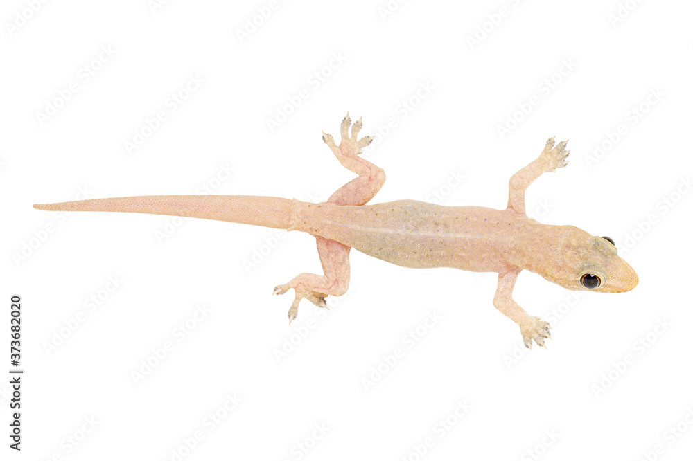 Obraz premium House gecko (Hemidactylus) in Thailand isolated on white background. Clipping path