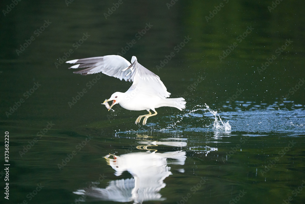 Fototapeta premium Gull Larus Canus catching a fish at lake