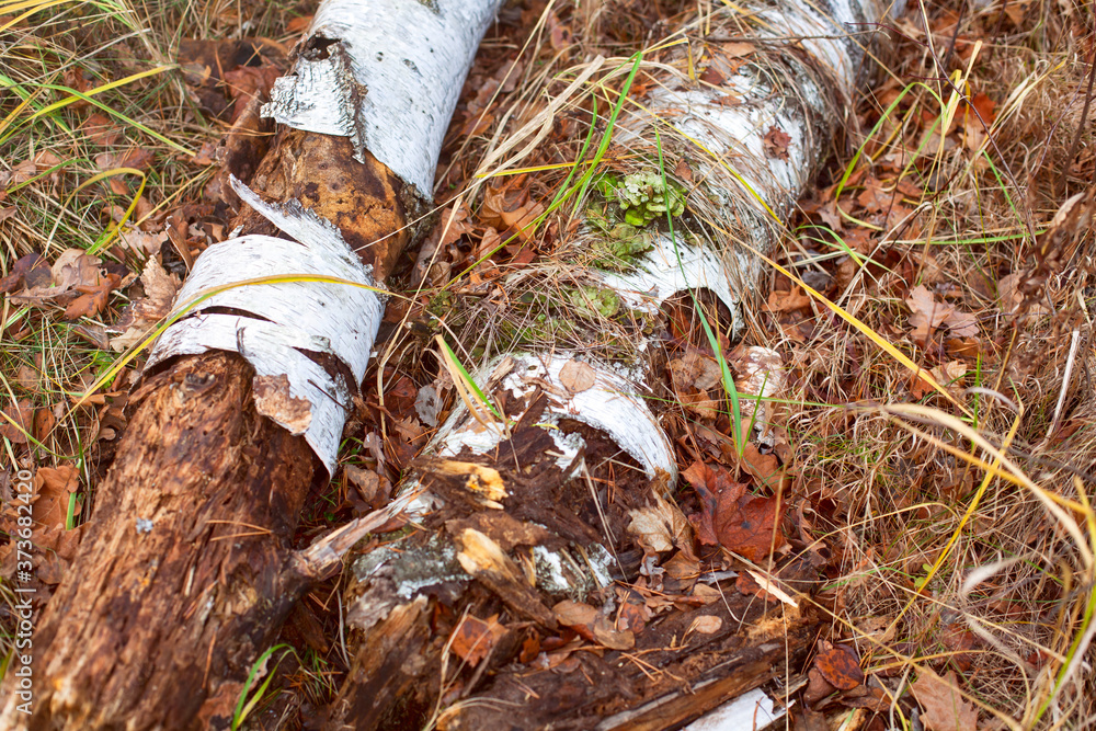 Rotten fallen birch tree trunks in autumn forest Rotten fallen birch tree trunks in autumn forest