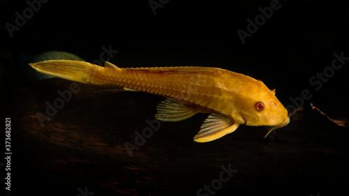 Pleco catfish albino Bristle-nose pleco gold Ancistrus dolichopterus Plecostomus aquarium fish. photo