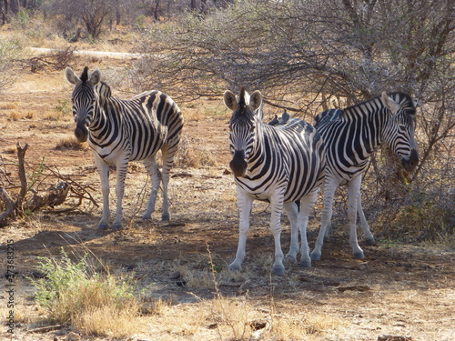 group of zebra in the bush