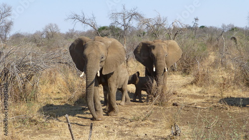 family group of elephants