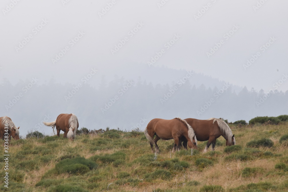 Freilebende Pferde im natürlichen Habitat mit Bergen im Nebel als Hintergrund