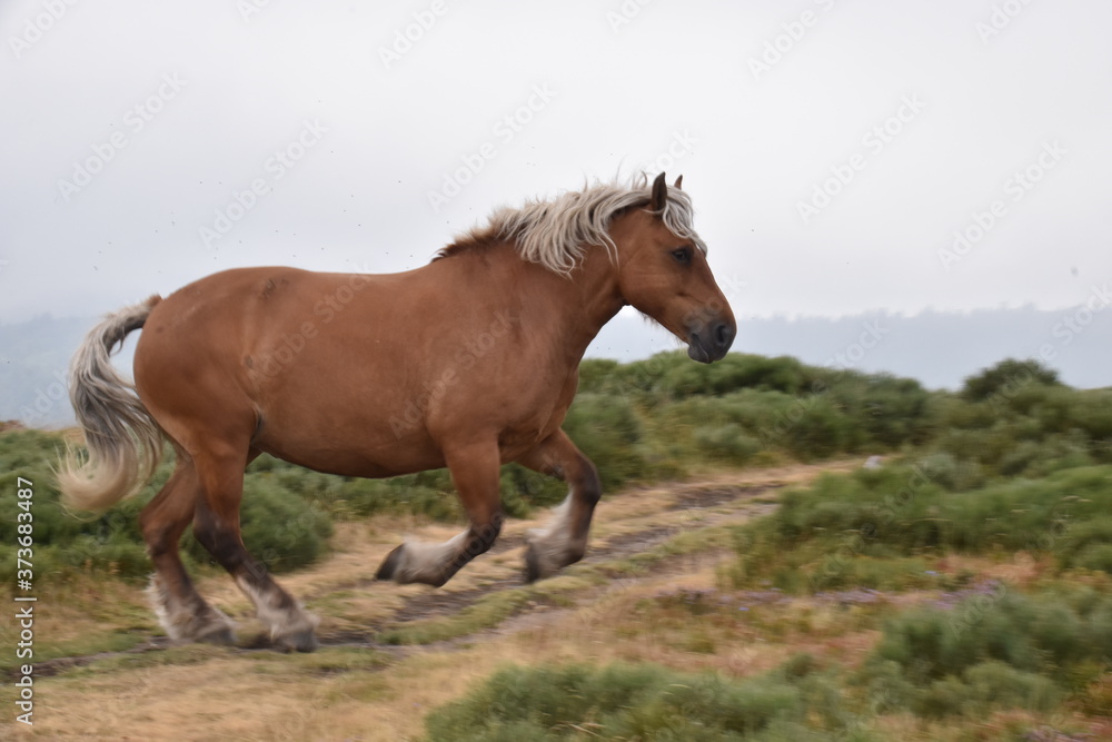 Fototapeta premium Freilebende Pferde im natürlichen Habitat mit Bergen im Nebel als Hintergrund
