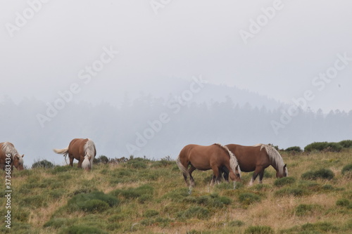 Fototapeta Naklejka Na Ścianę i Meble -  Freilebende Pferde im natürlichen Habitat mit Bergen im Nebel als Hintergrund