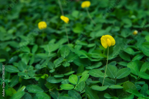 yellow Arachis pintoi flower (Pinto peanut) against blurry background. selective focus