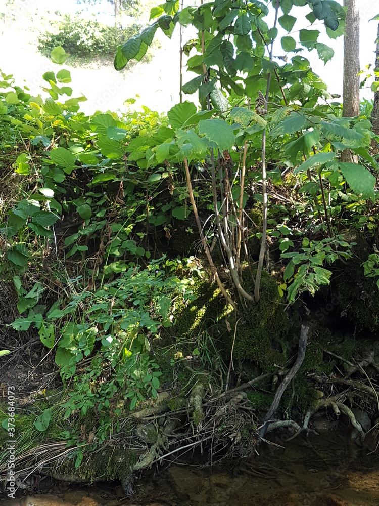 ein schmaller Bach mit Wasserfällen ein schmaller Bach mit Wasserfällen