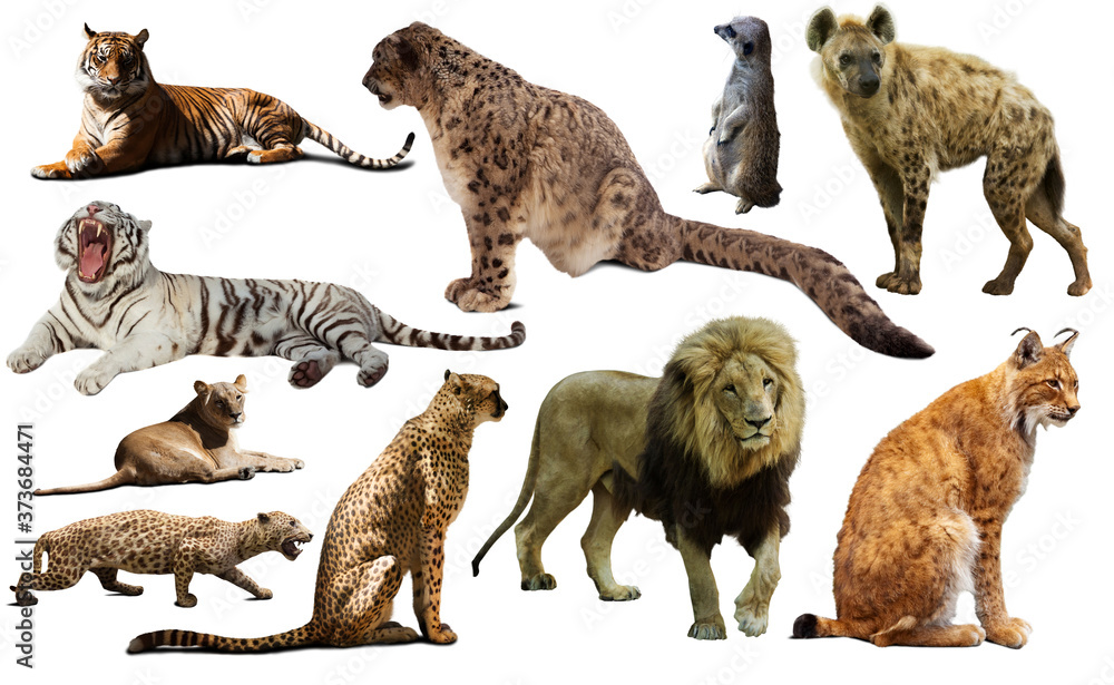 African predator animals isolated over white background, mainly Felidae Stock Photo | Adobe Stock African predator animals isolated over white background, mainly Felidae Stock Photo | Adobe Stock