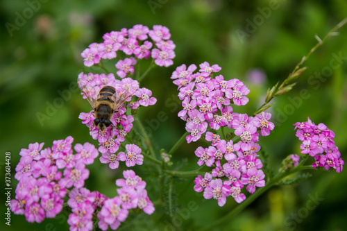 Yarrow flowers Achillea millefolium in green meadow