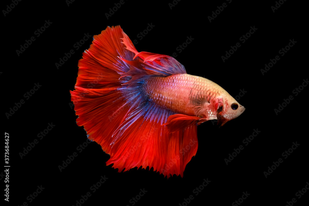 Red and blue tail betta fish, Siamese fighting fish, betta splendens (Halfmoon betta, Pla-kad (biting fish) isolated on black background. File contains a clipping path. Red and blue tail betta fish, Siamese fighting fish, betta splendens (Halfmoon betta, Pla-kad (biting fish) isolated on black background. File contains a clipping path.