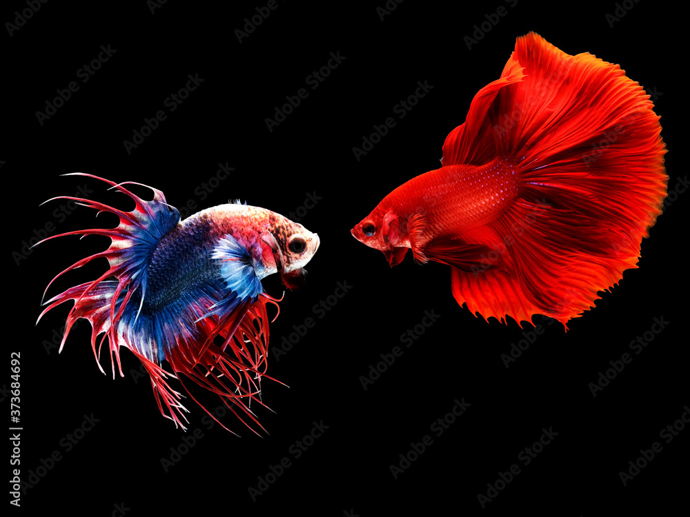 Siamese fighting fish, betta splendens (Halfmoon betta, Pla-kad (biting fish) isolated on black background. Siamese fighting fish, betta splendens (Halfmoon betta, Pla-kad (biting fish) isolated on black background.