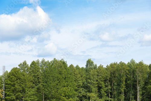 The village landscape. Tall green trees and beautiful sky with small clouds