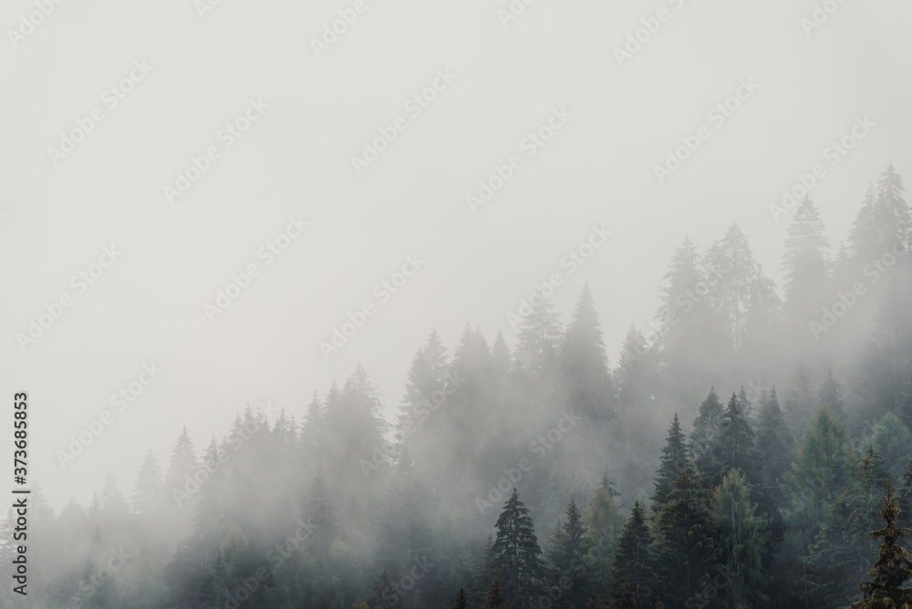 Fototapeta premium Magiczny las pokryty mgłą w świetle dziennym