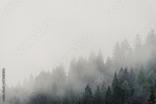 Magical forest covered by fog in daylight