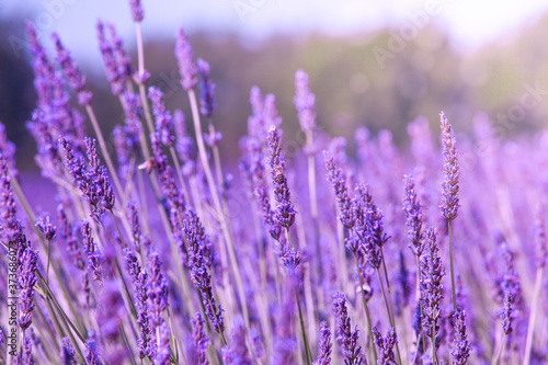 Fototapeta Naklejka Na Ścianę i Meble -  Purple violet color sunny blurred lavender flower field closeup background. Provence region of france.