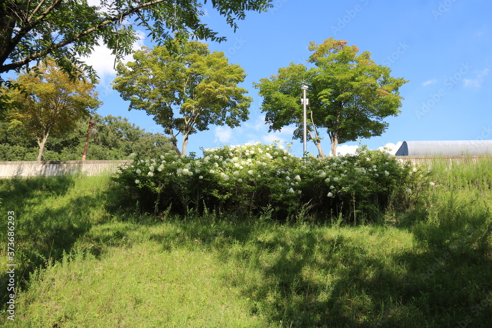 Fototapeta premium tree in the field