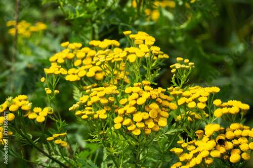 Tansy Tanacetum vulgare  Common Tansy  Bitter Buttons  Cow Bitter  Mugwort Golden Buttons growing on the field