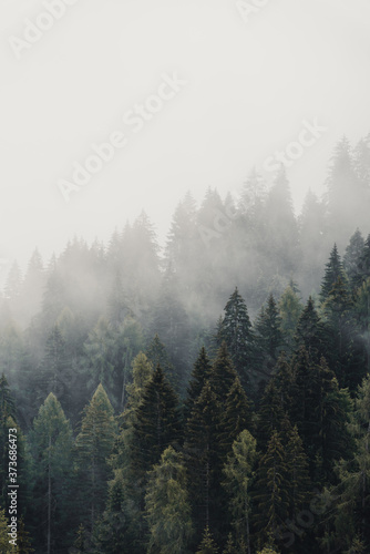 Magical forest covered by fog in daylight