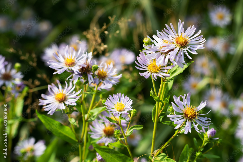Purple flowers of meadow Echinacea growing in a wild meadow. Purple flowers of meadow Echinacea growing in a wild meadow.