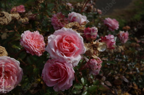 Light Pink Flower of Rose  Lady Meillandina  in Full Bloom 
