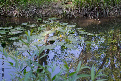 Yellow lotus flower or water lily. Lotus leaves and lotus bud in a pond. Lotus season in Losiny Ostrov National Park, Moscow photo