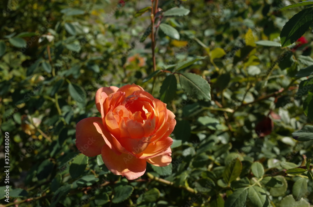 Apricot Flower of Rose 'Lady of Sharlott' in Full Bloom
