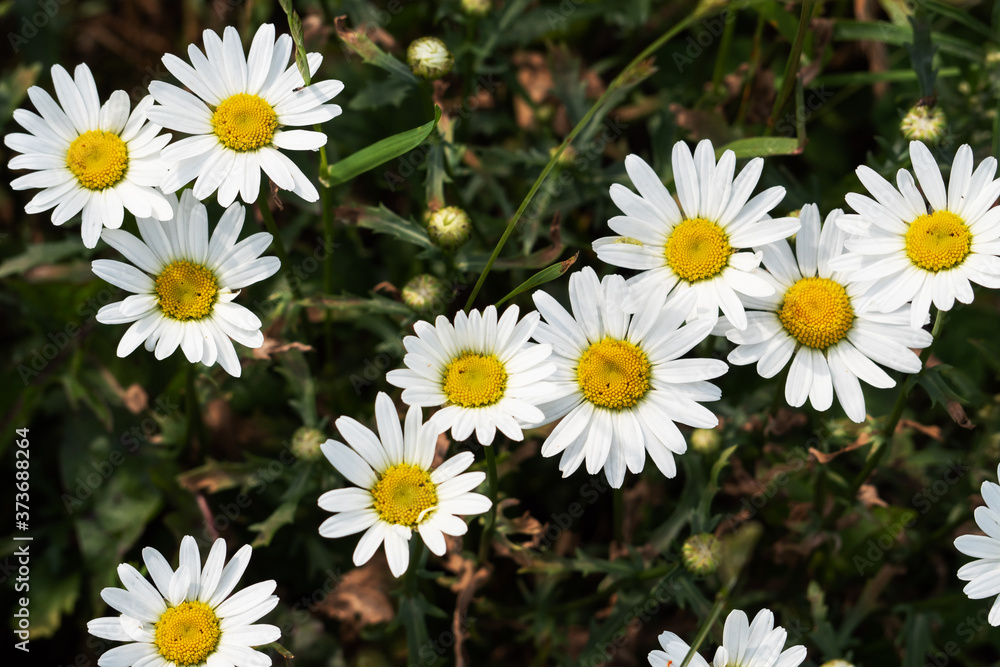 Fototapeta premium Wild chamomile flowers on a field on a sunny day. Selective focus