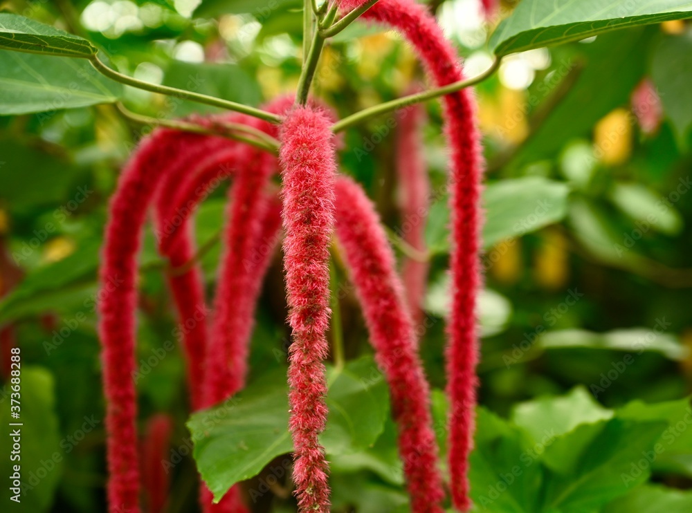 Acalypha flower in botanical garden. space for text. Acalypha flower in botanical garden. space for text.