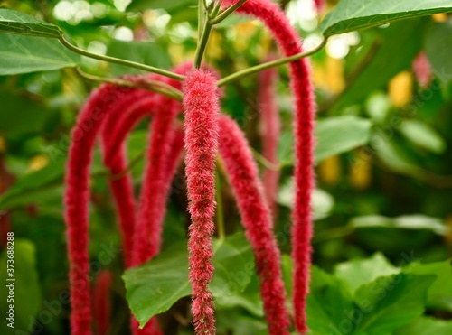 Acalypha flower in botanical garden. space for text.