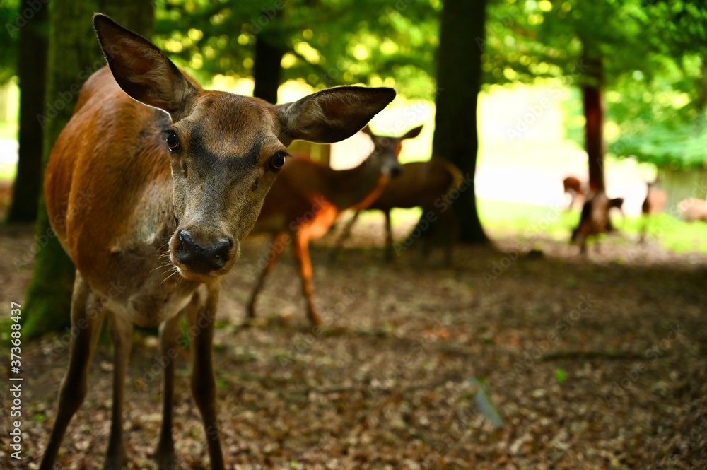 Fototapeta premium Cute deer is in the national park Germany.
