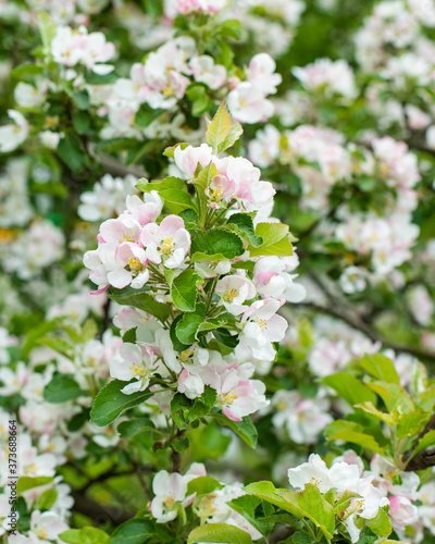 Apple blossom, orchard spring bloom. Delicate pink crab white apple tree flower. Natural fresh sprig of garden apple tree