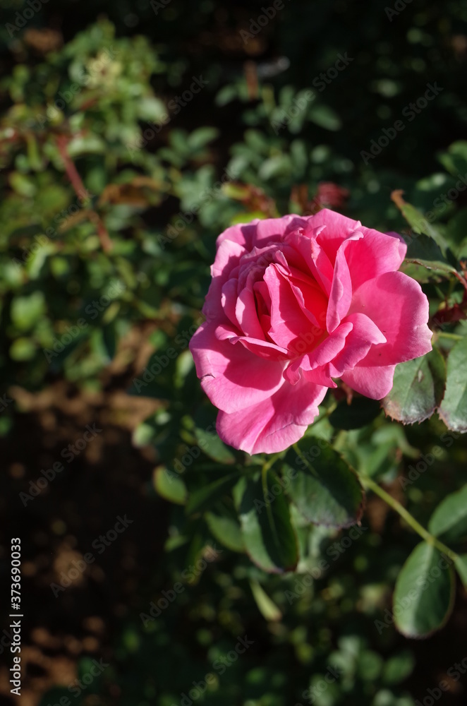 Light Pink Flower of Rose 'Larissa Balconia' in Full Bloom
Light Pink Flower of Rose 'Larissa Balconia' in Full Bloom