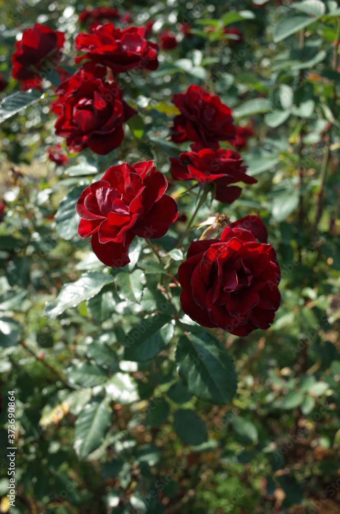 Dark Red Flower of Rose 'Lavaglut' in Full Bloom
Dark Red Flower of Rose 'Lavaglut' in Full Bloom