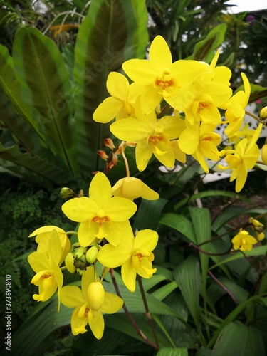 yellow flowers in the garden