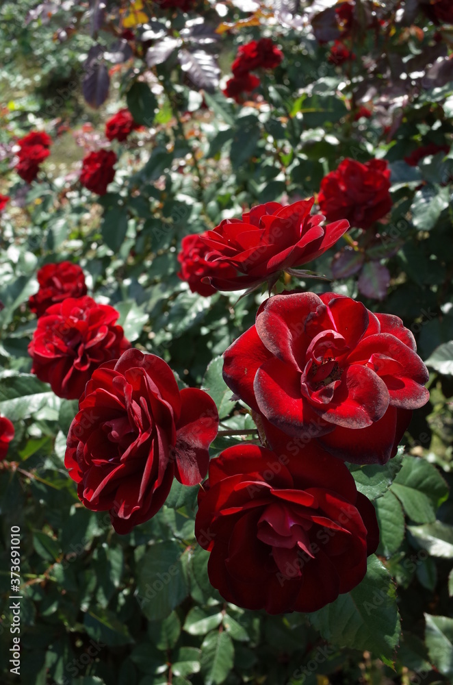 Dark Red Flower of Rose 'Lavaglut' in Full Bloom
Dark Red Flower of Rose 'Lavaglut' in Full Bloom
