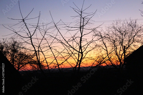 silhouette of trees at beautiful sunset
