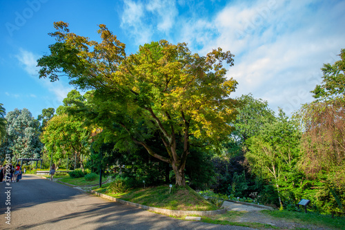 Beautiful view of Batumi Botanical Garden is located near Batumi