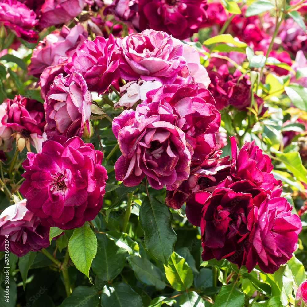 Obraz premium A beautiful maroon rose Bush grows in the garden.
