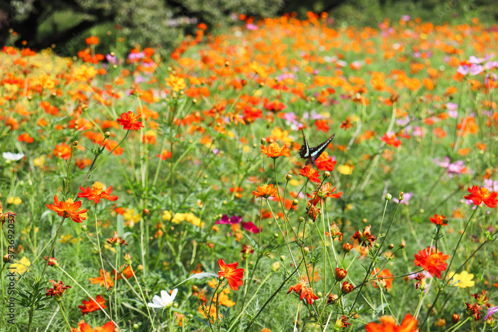 カラフルなコスモスと蝶々 field of poppies