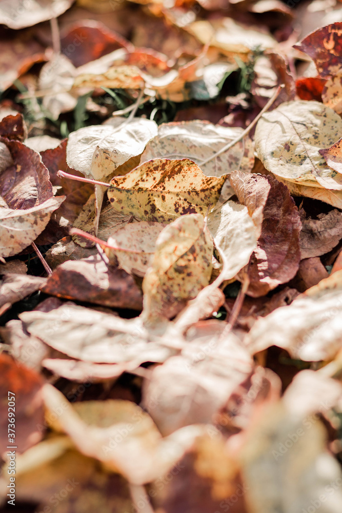 Dry yellow leaves lie on the ground in autumn park Dry yellow leaves lie on the ground in autumn park