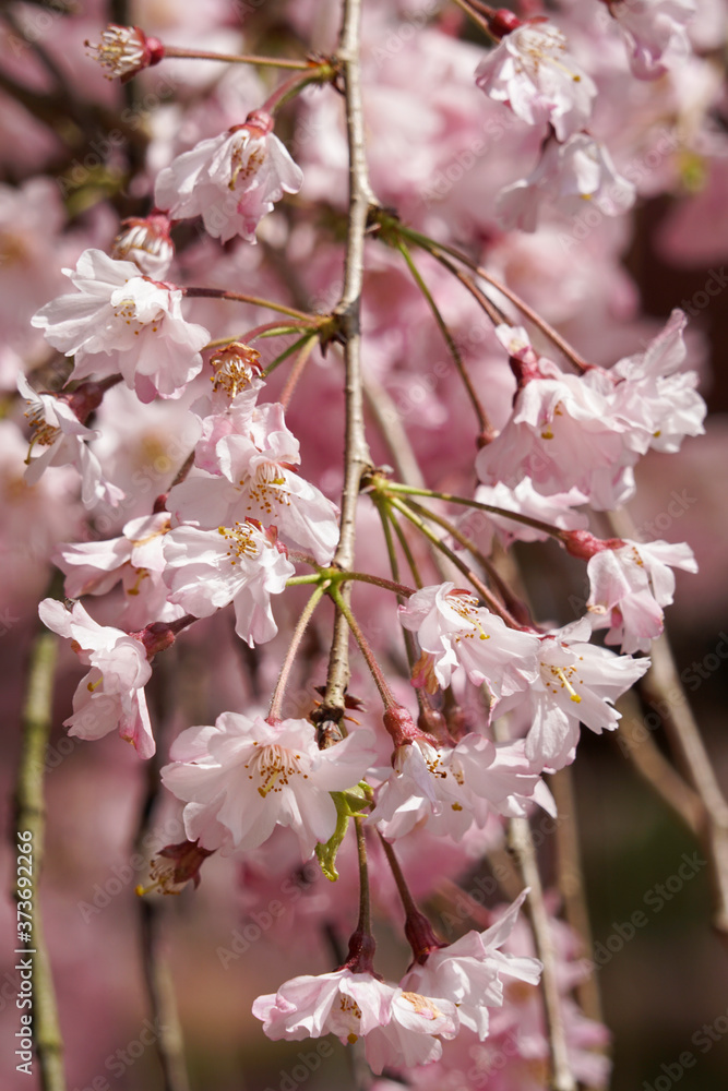 Fototapeta premium 上賀茂神社の枝垂れ桜