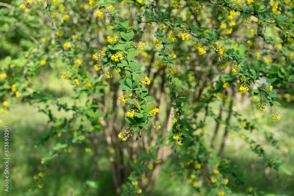blooming Bush of barberry with tiny yellow flowers blooming Bush of barberry with tiny yellow flowers