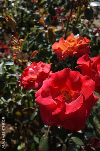 Orange blend Flower of Rose  Leonidas  in Full Bloom 