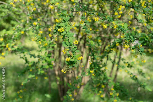blooming Bush of barberry with tiny yellow flowers