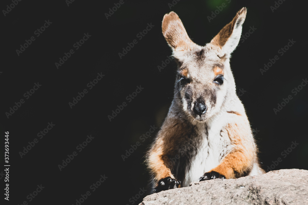 Fototapeta premium Gelbfuß-Felskänguru im Porträt