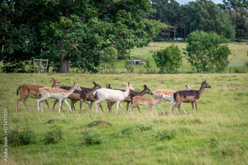 Fototapeta Naklejka Na Ścianę i Meble -  herd of deer