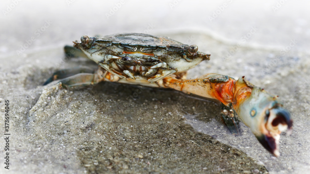 crab with a big claw about to fight on the sand. a strong carapace for protection and a giant claw for defense, this crustacean is a formidable fighter. macro photo on a beach on a Thai island crab with a big claw about to fight on the sand. a strong carapace for protection and a giant claw for defense, this crustacean is a formidable fighter. macro photo on a beach on a Thai island