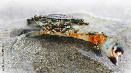 crab with a big claw about to fight on the sand. a strong carapace for protection and a giant claw for defense, this crustacean is a formidable fighter. macro photo on a beach on a Thai island