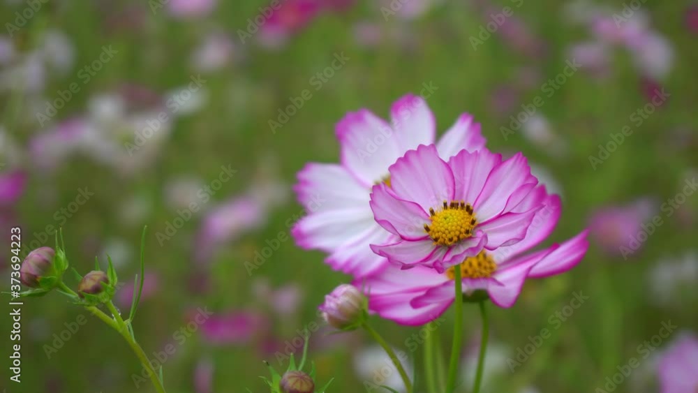 Beautiful cosmos flower in field garden. close up. pink and white flower show fresh nature season, blooming petal beauty colorful cosmos bipinnatus on spring season. 4K Beautiful cosmos flower in field garden. close up. pink and white flower show fresh nature season, blooming petal beauty colorful cosmos bipinnatus on spring season. 4K