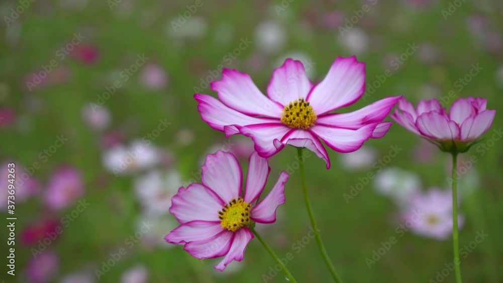 Beautiful cosmos flower in field garden. close up. pink and white flower show fresh nature season, blooming petal beauty colorful cosmos bipinnatus on spring season Beautiful cosmos flower in field garden. close up. pink and white flower show fresh nature season, blooming petal beauty colorful cosmos bipinnatus on spring season